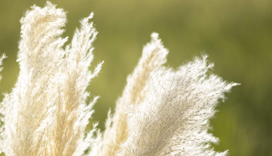 Nahaufnahme von hellen, cremefarbenen Pampasgras-Wedeln vor unscharfem grünem Hintergrund.